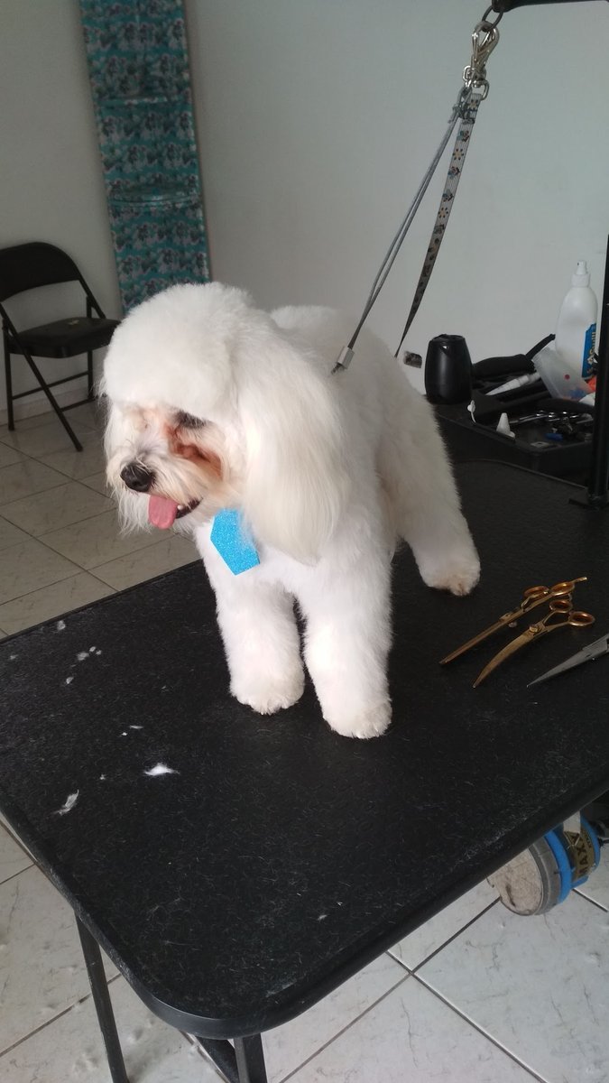 Pet após banho e tosa na Le Pet Gatô